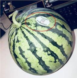 吴川西瓜网红吃瓜,甜蜜一夏，瓜界新宠